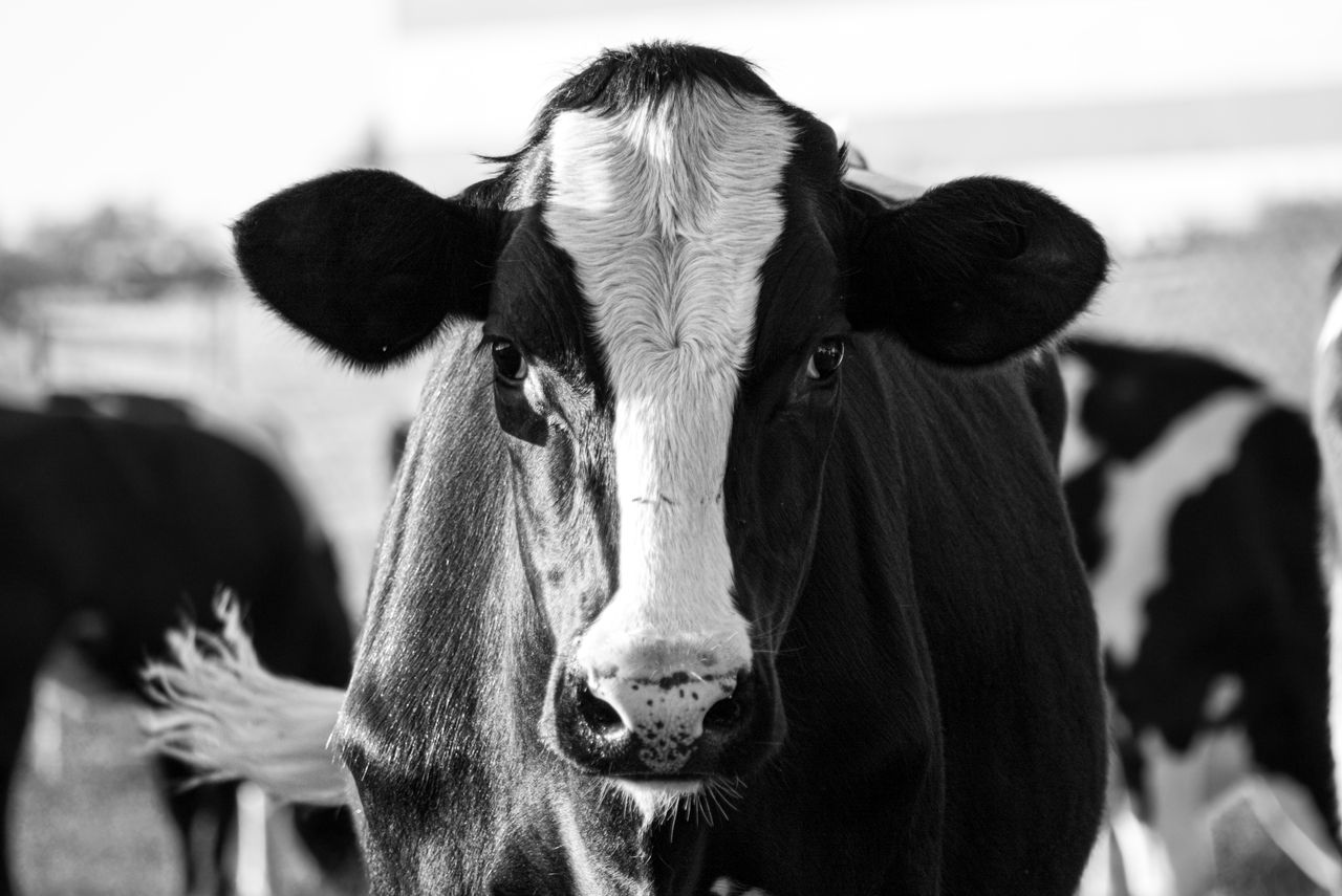 cow